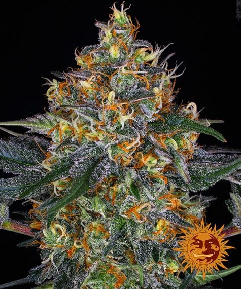 Moby Dick, 3Stk Auto, Barney’s Farm BAF-MOD-A-3-1