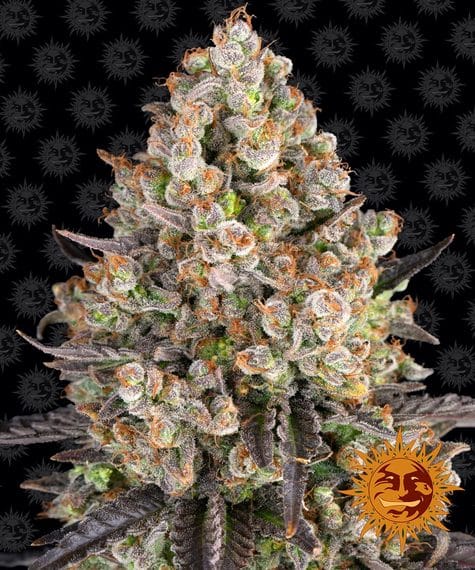 OG Kush, 3Stk Feminisiert, Barney’s Farm BAF-OGK-F-3-1