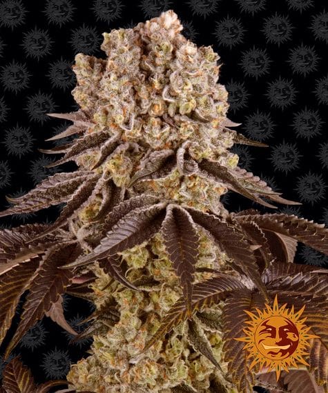 Purple Punch, 3Stk Feminisiert, Barney’s Farm BAF-PUP-F-3-1