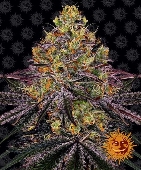 Watermelon Zkittlez, 3Stk Feminisiert, Barney’s Farm BAF-WAZ-F-3-1