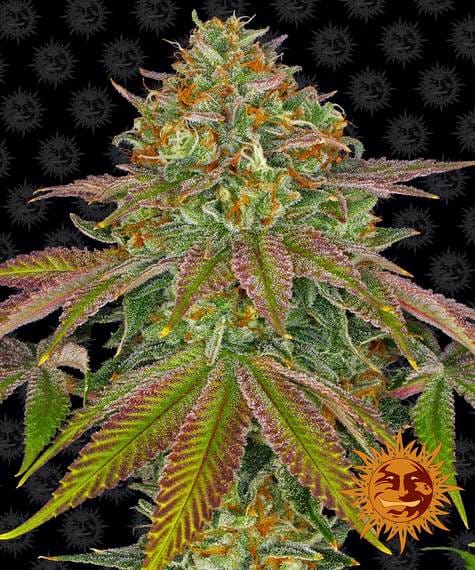 Wedding Cake, 3Stk Feminisiert, Barney’s Farm BAF-WEC-F-3-1