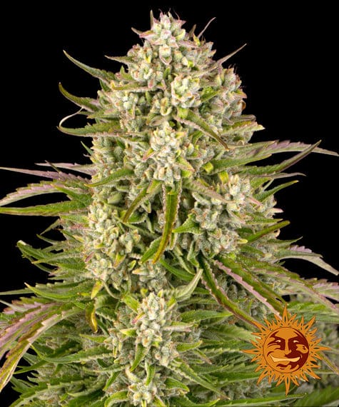 Wedding Cake, 3Stk Auto, Barney’s Farm BAF-WEC-A-3-1