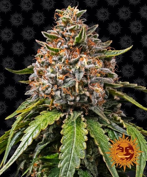 White Widow XXL, 3Stk Feminisiert, Barney’s Farm BAF-WWX-F-3-1