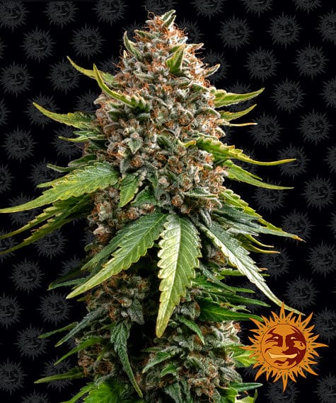 White Widow XXL, 3Stk Auto, Barney’s Farm BAF-WWX-A-3-1