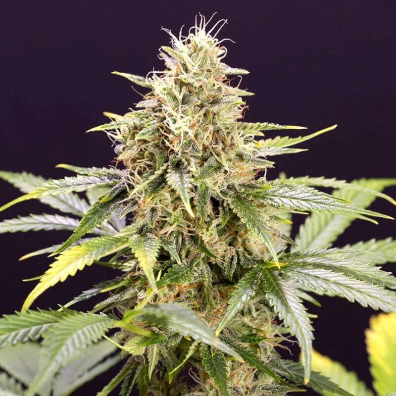 chocolate-mint-og-3stk-auto-humboldt-seeds__12938__01.webp