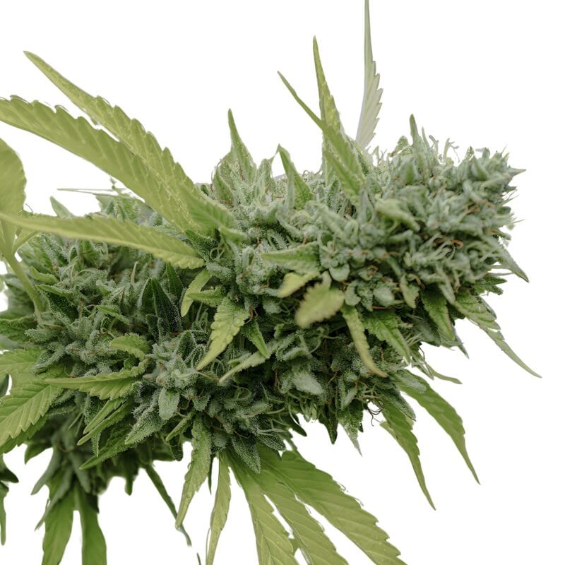 MangoOG_3StkAuto_HumboldtSeeds-1