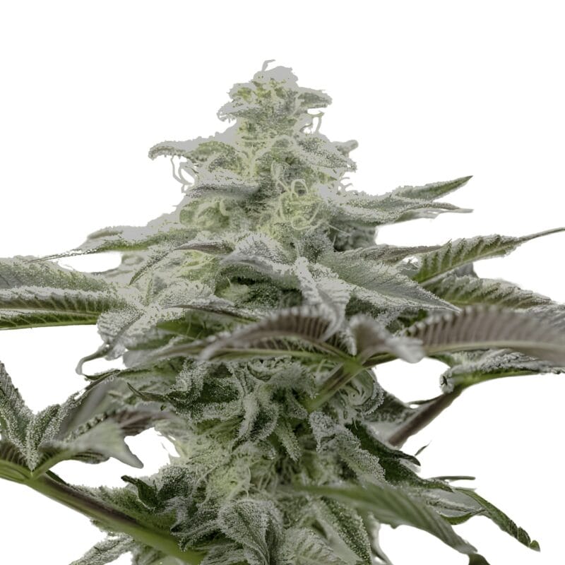 LemonCitron_3StkFeminisiert_HumboldtSeeds-1