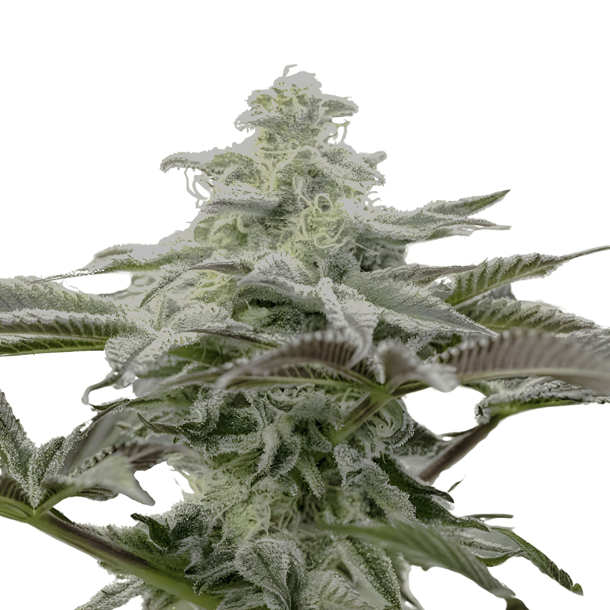 Lemon Citron, 3Stk Feminisiert, Humboldt Seeds LemonCitron_3StkFeminisiert_HumboldtSeeds-1