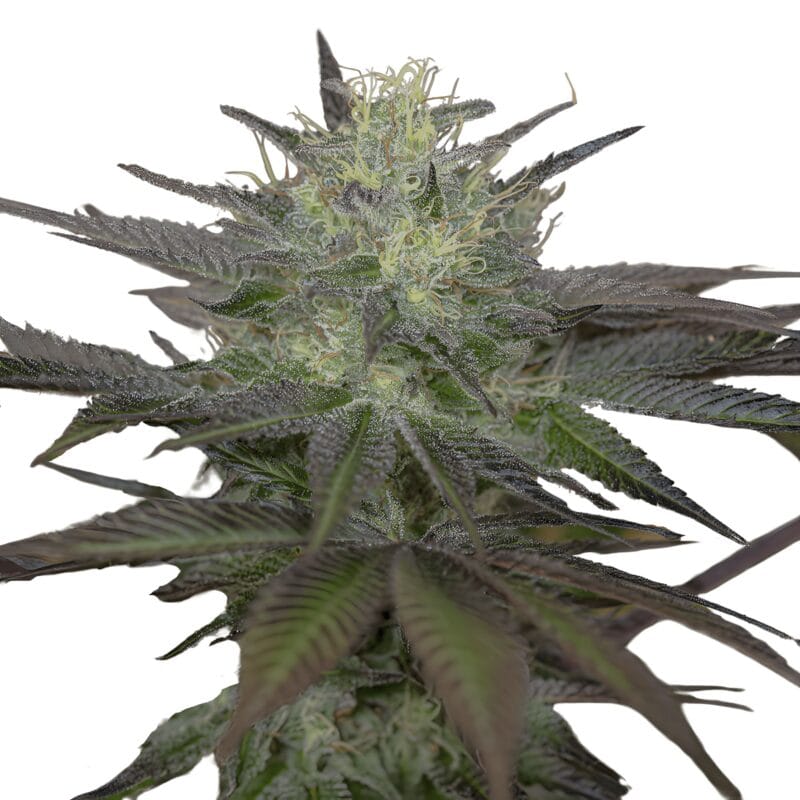 SapphireOG_3StkFeminisiert_HumboldtSeeds-1
