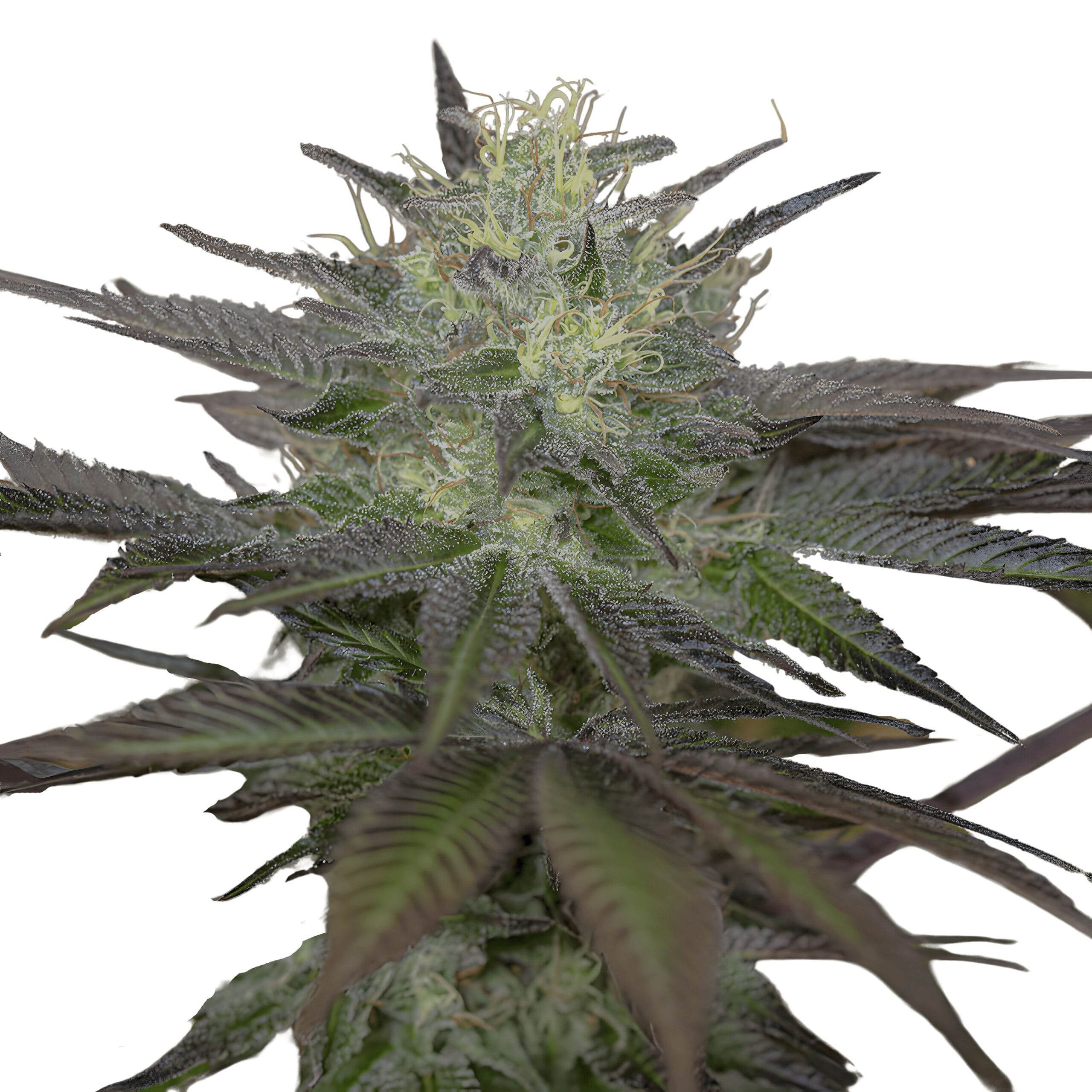 Sapphire OG, 3Stk Feminisiert, Humboldt Seeds SapphireOG_3StkFeminisiert_HumboldtSeeds-1