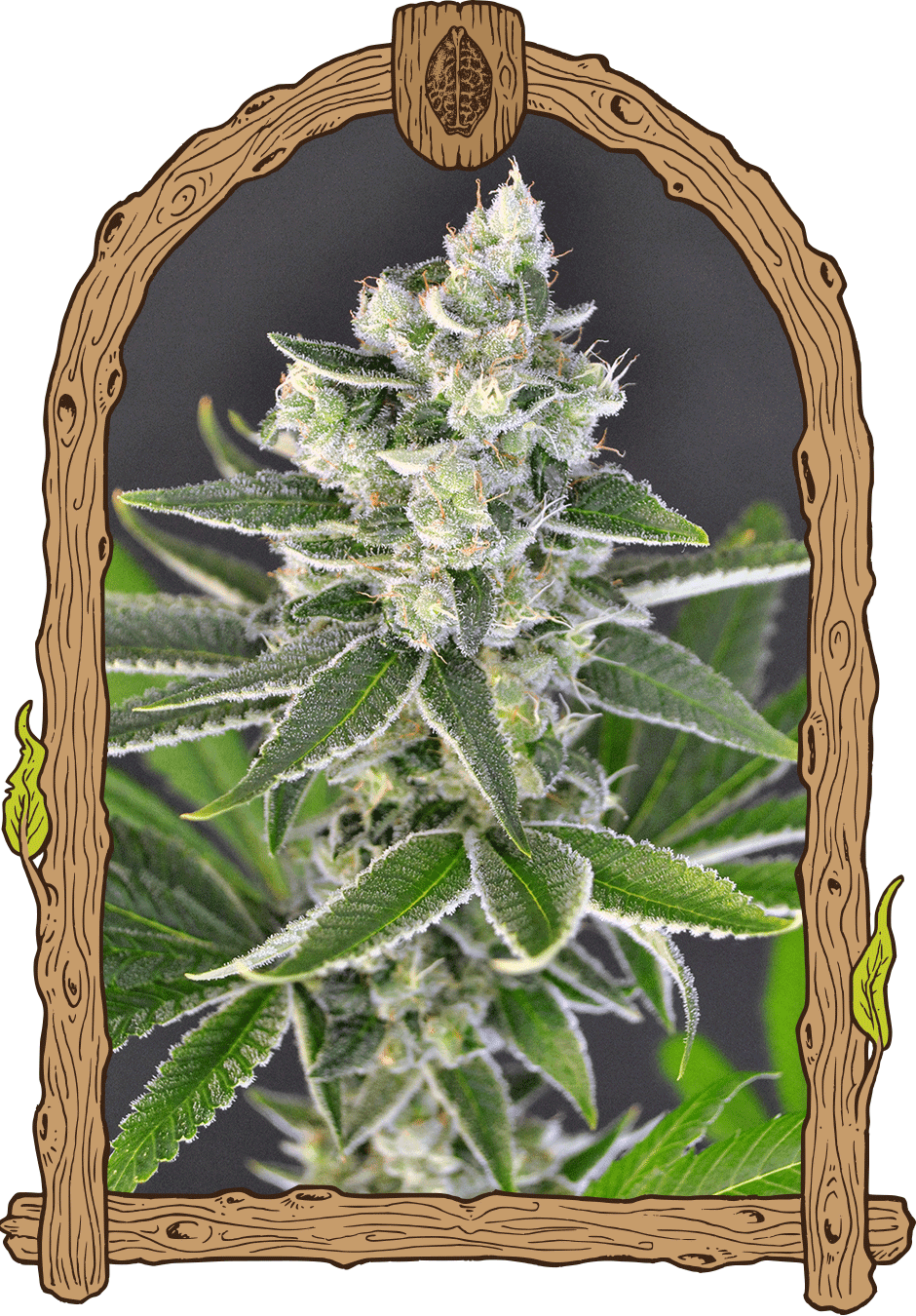 Pink Hokkaido, 3Stk Feminisiert, Exotic Seeds pink%20hokka