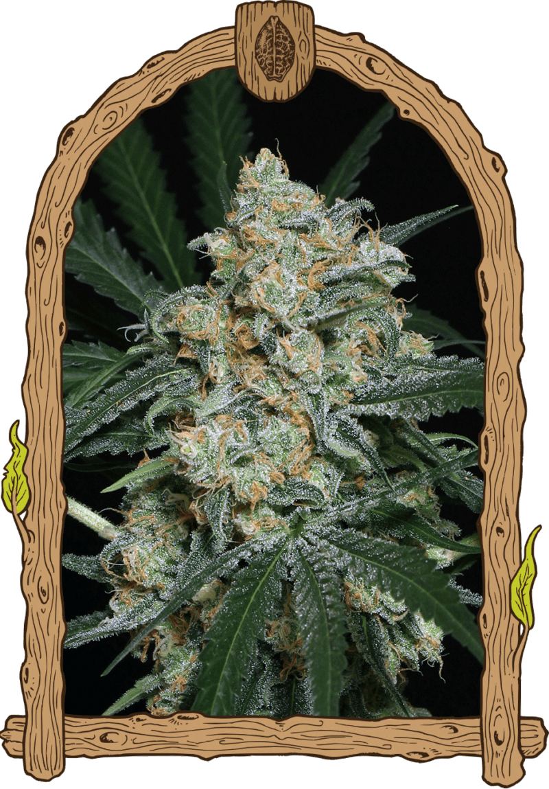 zkittalicious_auto