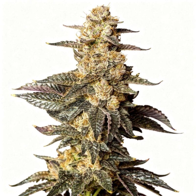 zkittaberry-3stk-auto-exotic-seeds__12953__01.webp