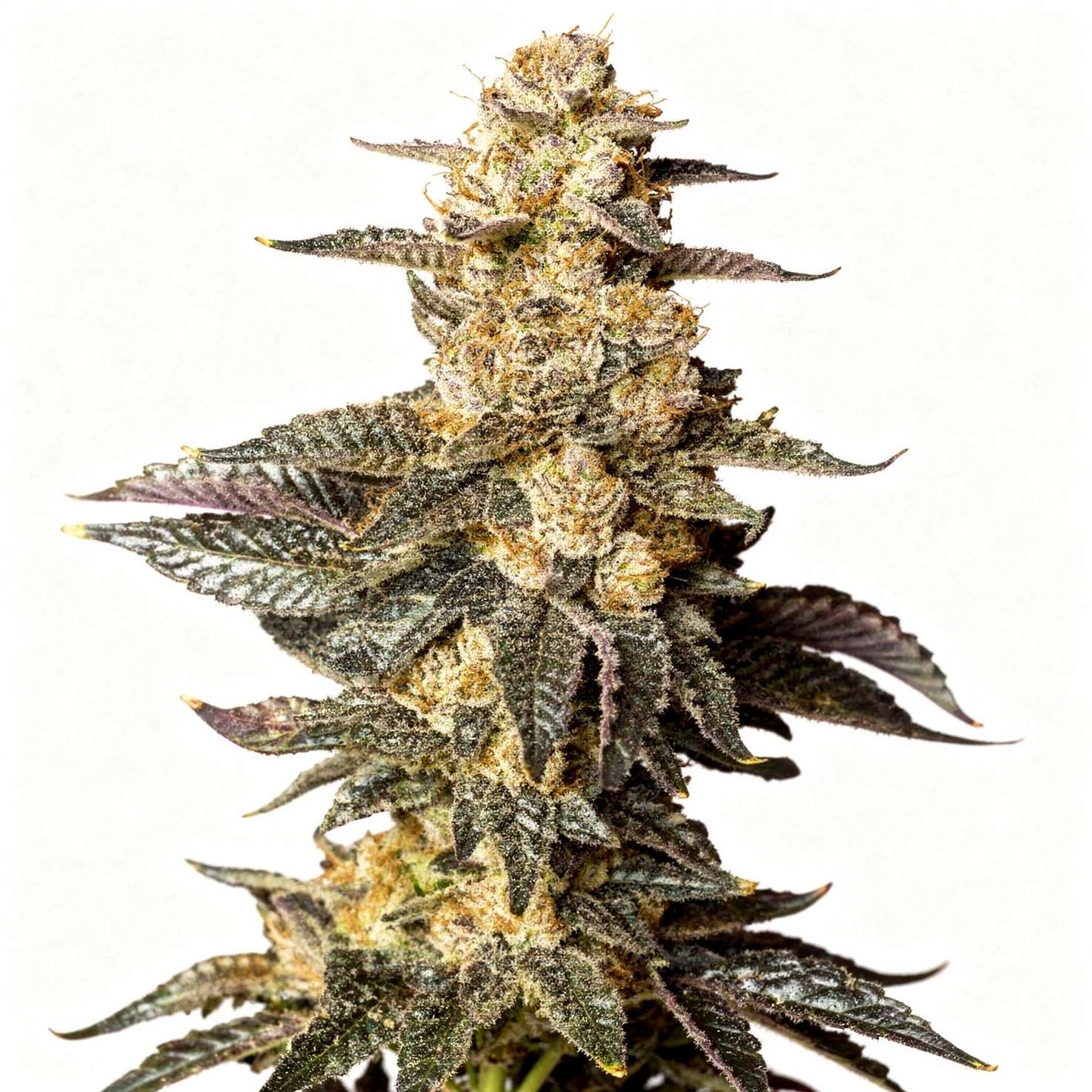 Zkittaberry, 3Stk Auto, Exotic Seeds zkittaberry-3stk-auto-exotic-seeds__12953__01.webp