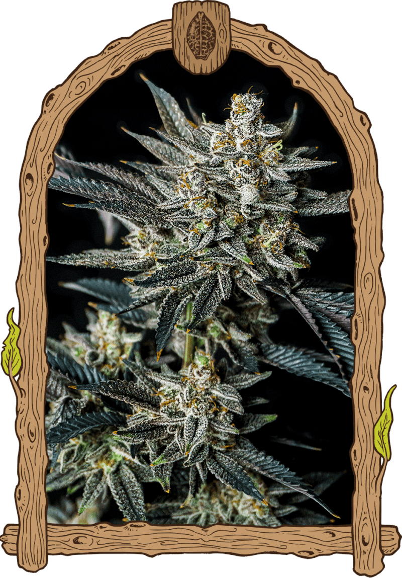 exotic_jelly_bananen_auto_0
