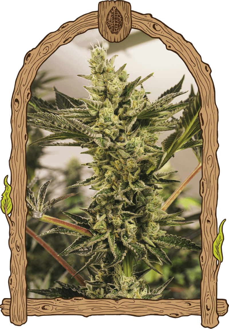 bananamash_woodenframe
