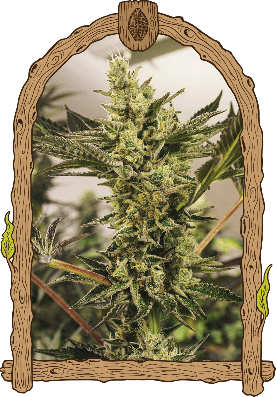 Banana Mash, 3Stk Auto, Exotic Seeds bananamash_woodenframe