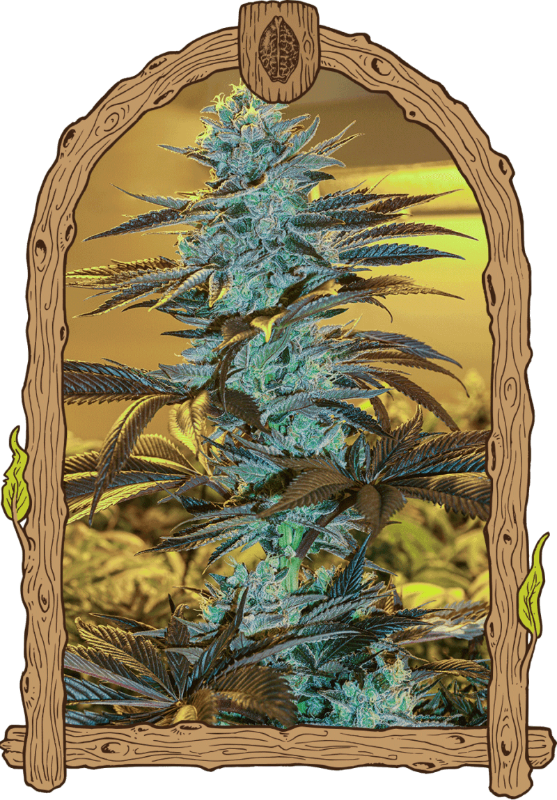 purplemonkeyauto_940x1350