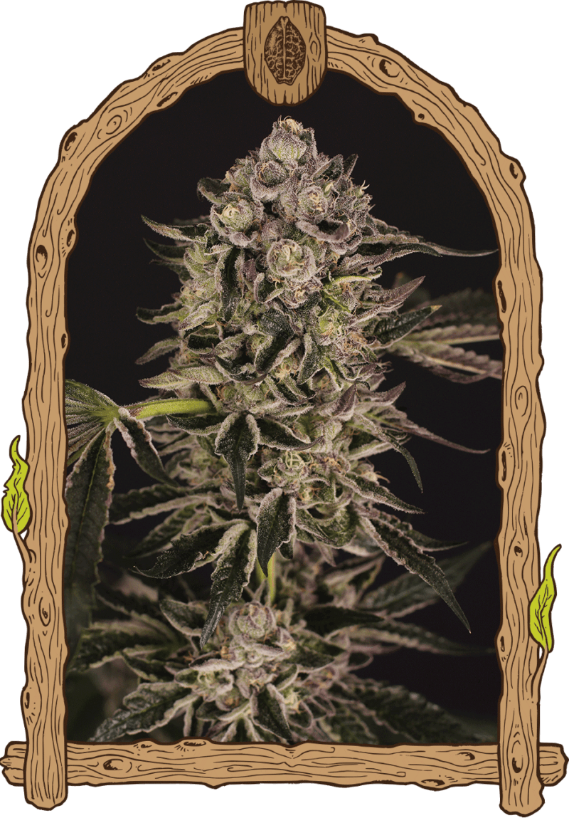 quicksherbet
