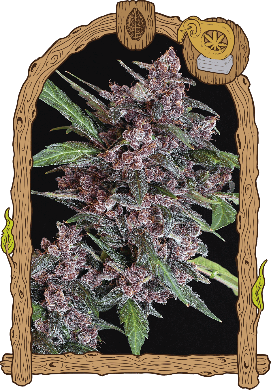 Black Lemon, 3Stk Auto, Exotic Seeds blacklemon_940x1350-1