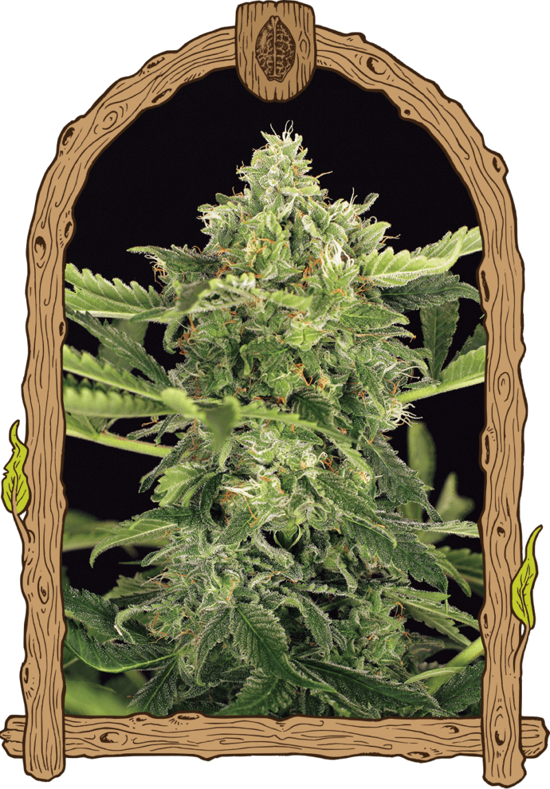 mangocreamauto_940x1350-1