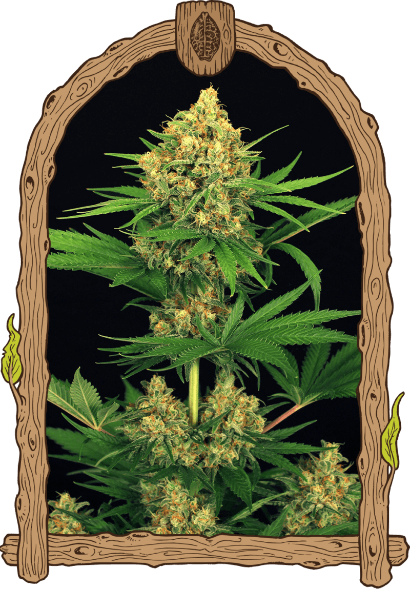 tangerinekush_940x1350