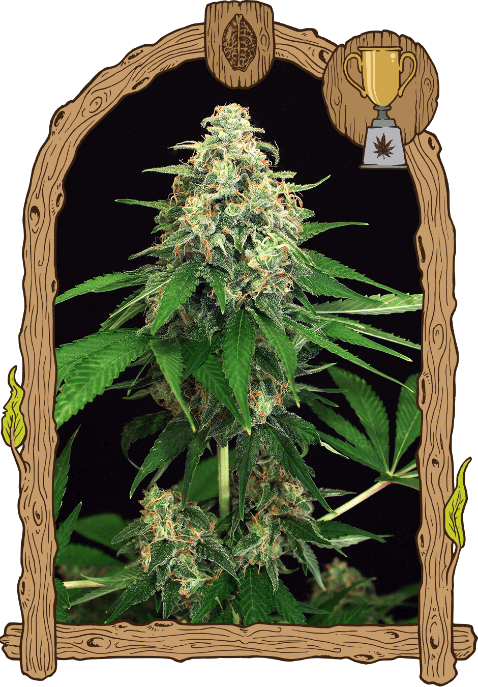 Mango Cream, 3Stk Feminisiert, Exotic Seeds mangocream_b_940x1350-1