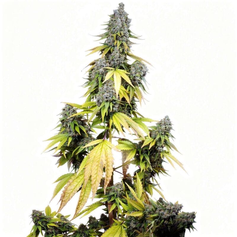 jet-fuel-mandarine-xl-3stk-auto-sweet-seeds__12968__01.webp