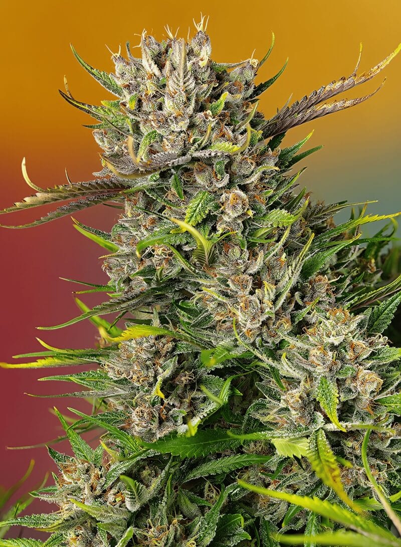 PapayaZoap_3StkAuto_SweetSeeds-1
