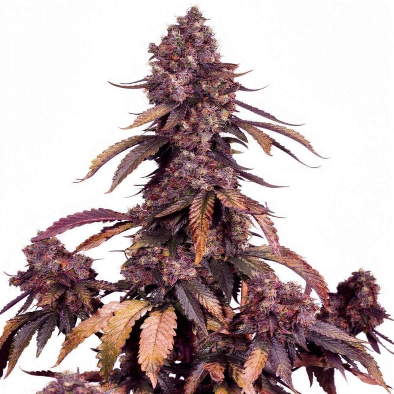 black-muffin-f1-fast-3stk-feminisiert-sweet-seeds__12970__01.webp