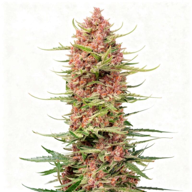 strawberry-cola-sherbet-f1-fast-3stk-feminisiert-sweet-seeds__12971__01.webp