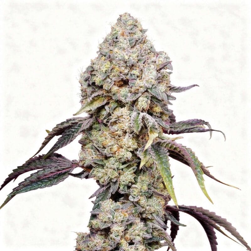 sweet-mandarine-zkittlez-f1-fast-3stk-feminisiert-sweet-seeds__12972__01.webp