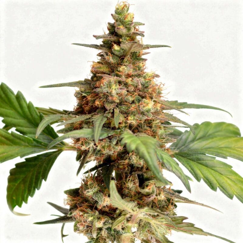 Orange Apricot Glue XL, 3Stk Auto, Sweet Seeds orange-apricot-glue-xl-3stk-auto-sweet-seeds__12973__01.webp