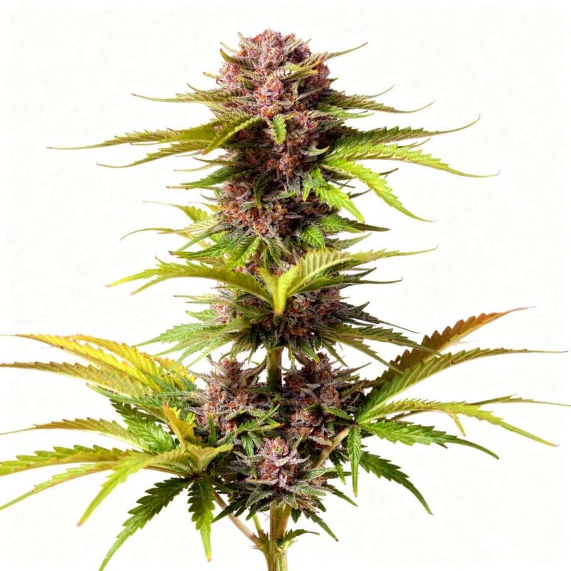 mimosa-bruce-banner-xl-3stk-auto-sweet-seeds__12974__01.webp