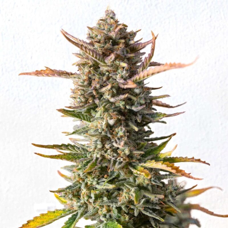 gorilla-sherbet-f1-fast-3stk-feminisiert-sweet-seeds__12975__01.webp