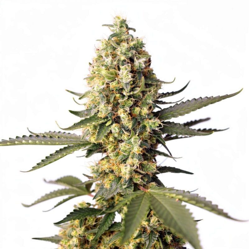 skywalker-og-runtz-xl-3stk-auto-sweet-seeds__12978__01.webp