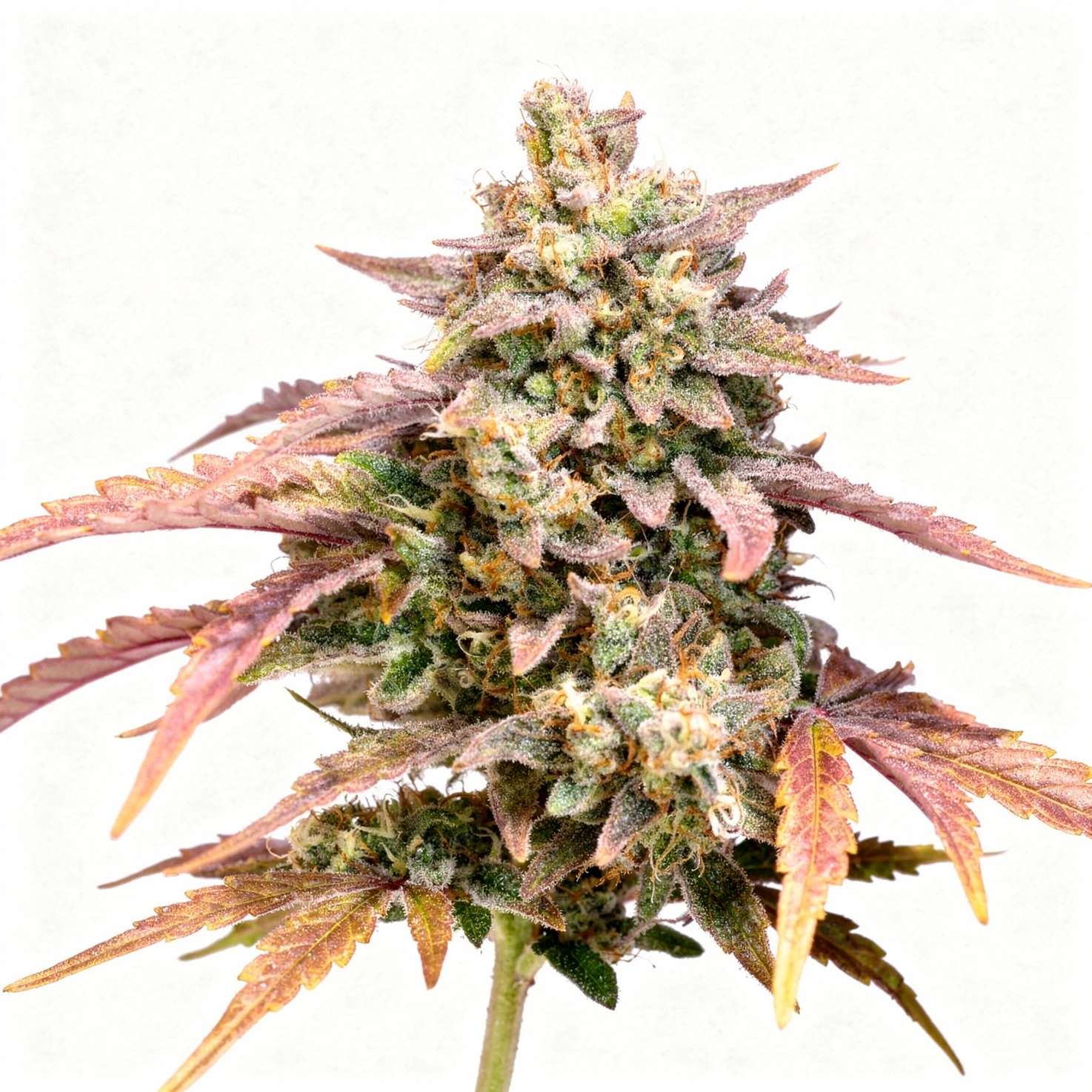 Purple Punch OG XL, 3Stk Auto, Sweet Seeds purple-punch-og-xl-3stk-auto-sweet-seeds__12979__01.webp
