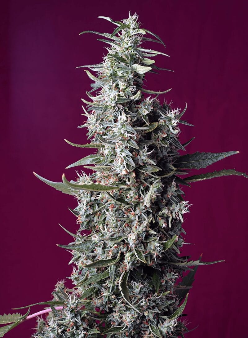 SweetCherryPie_3StkFeminisiert_SweetSeeds-1