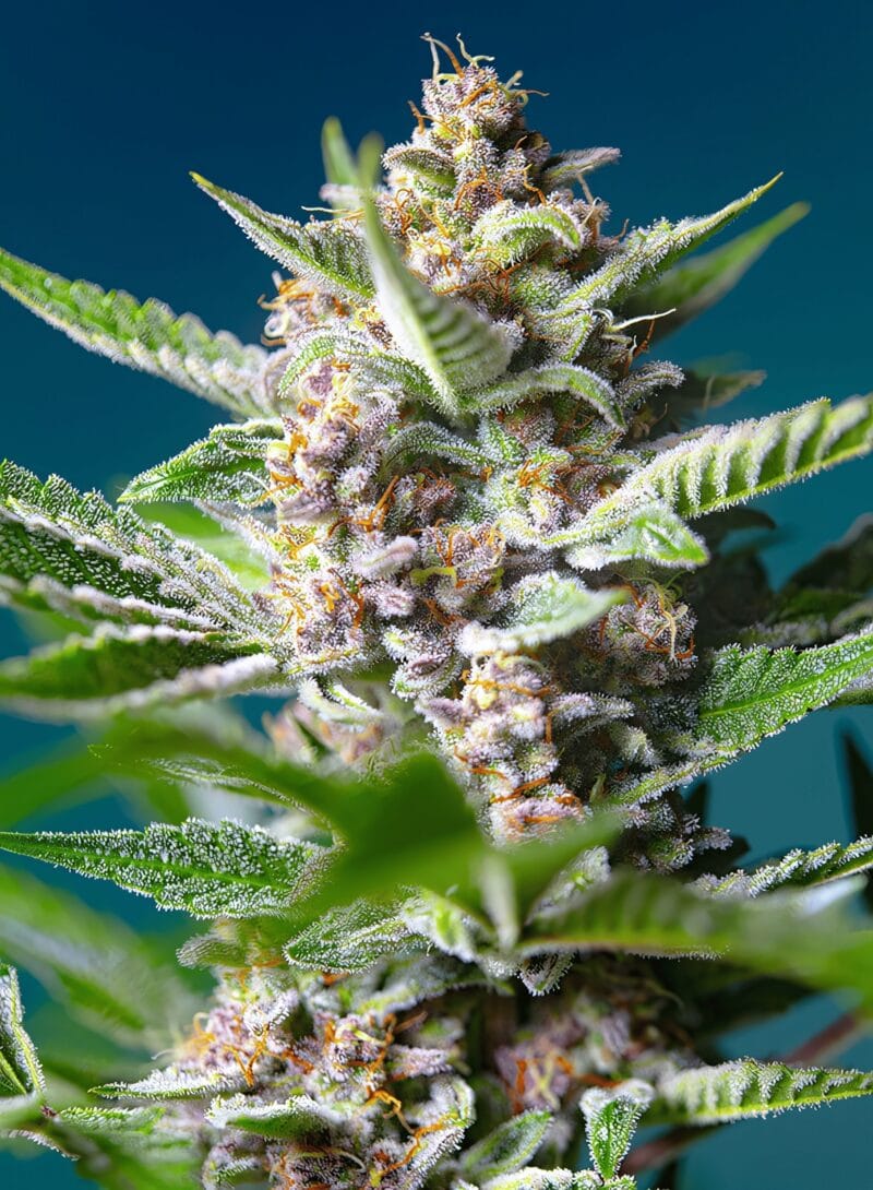 PurplePunchOG_3StkFeminisiert_SweetSeeds-1