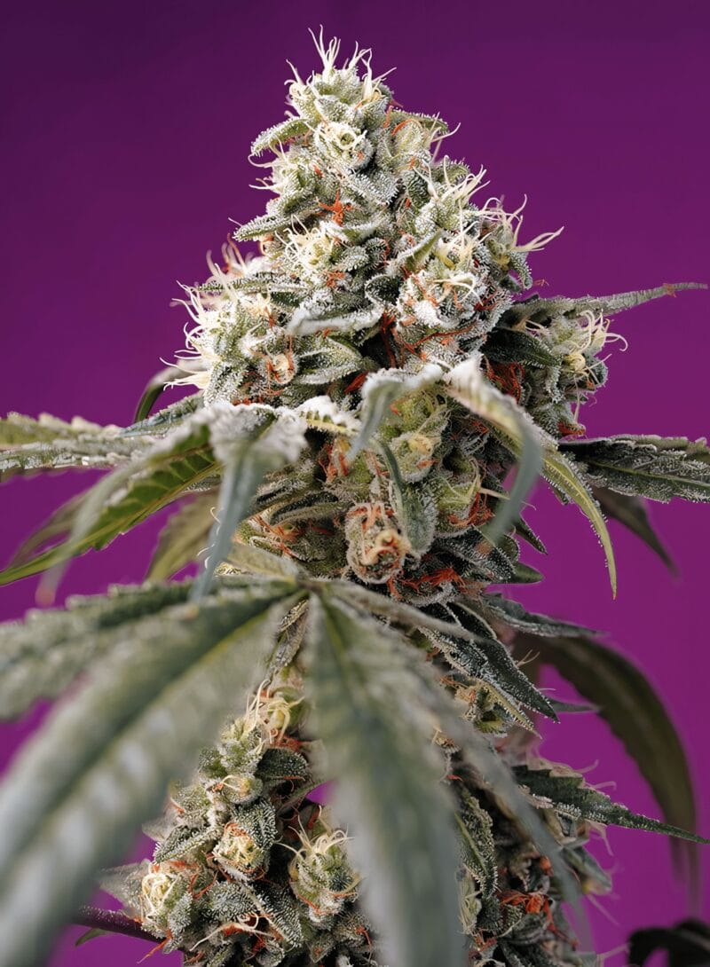 BruceBanner_3StkAuto_SweetSeeds-1