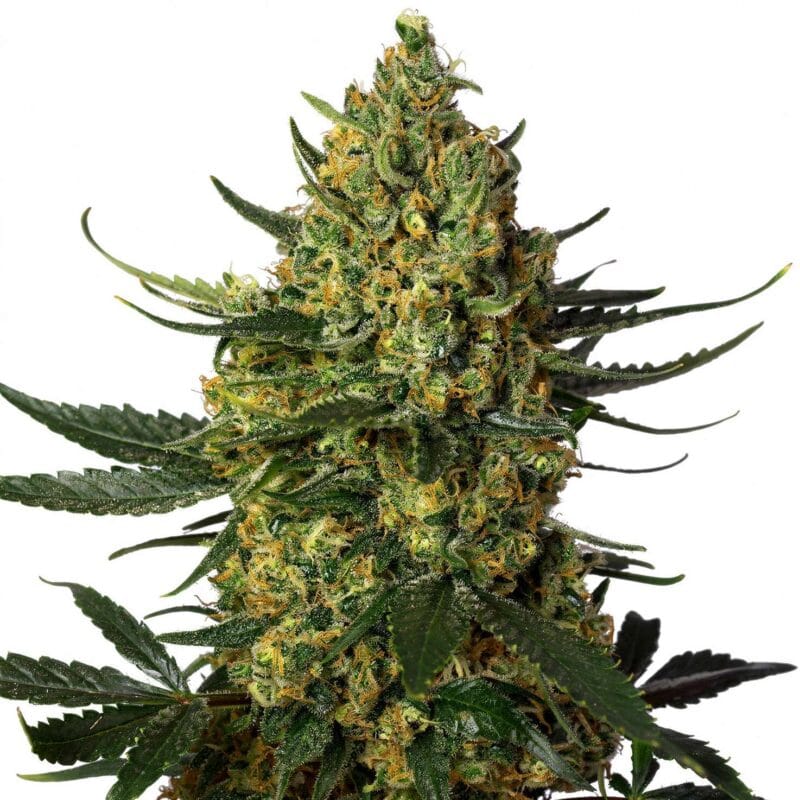 crystal-candy-xl-3stk-auto-sweet-seeds__12983__01.webp