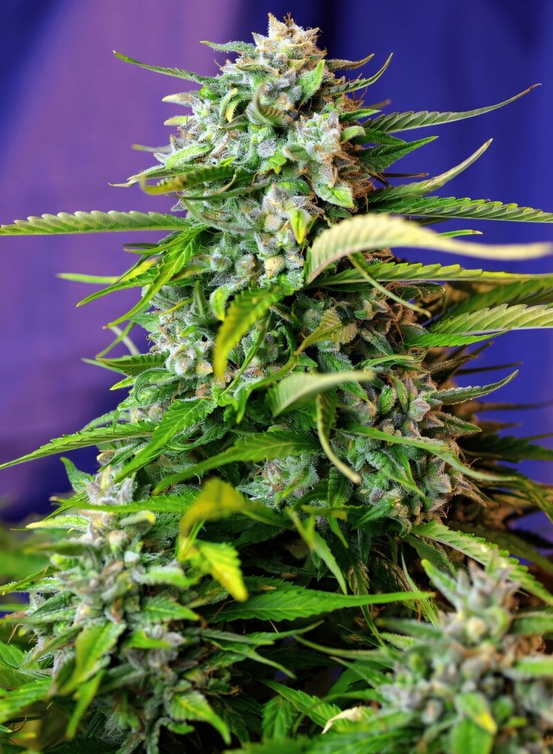 Jack47XL_3StkAuto_SweetSeeds-1