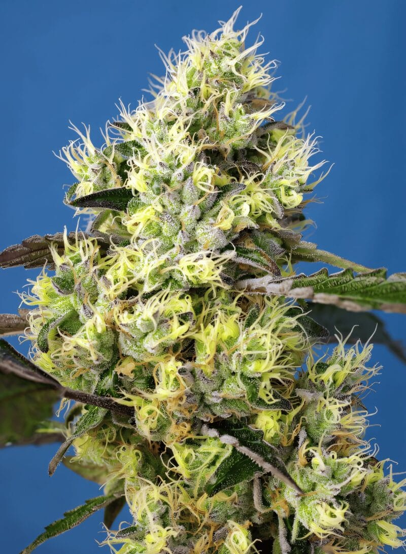 SweetGelato_3StkAuto_SweetSeeds-1
