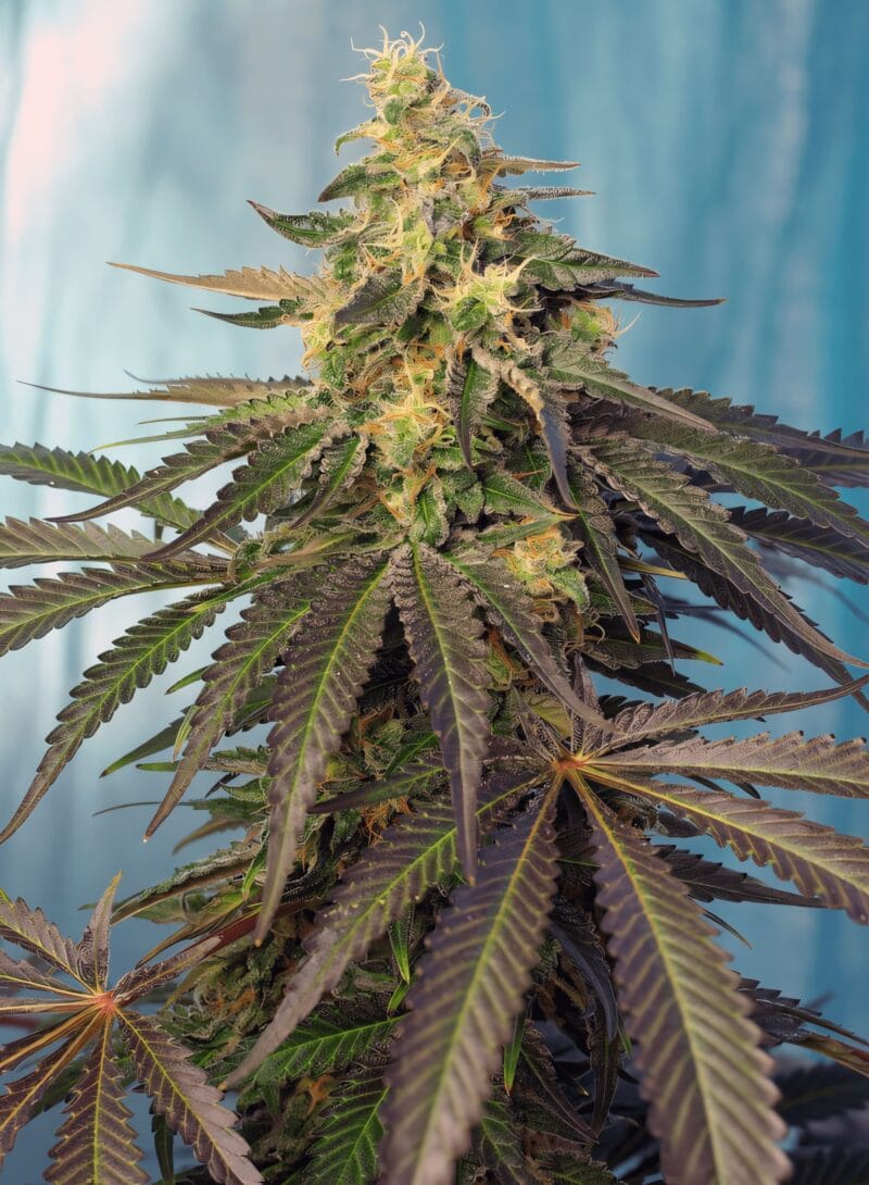 CreamCaramelCBD_3StkFeminisiert_SweetSeeds-1