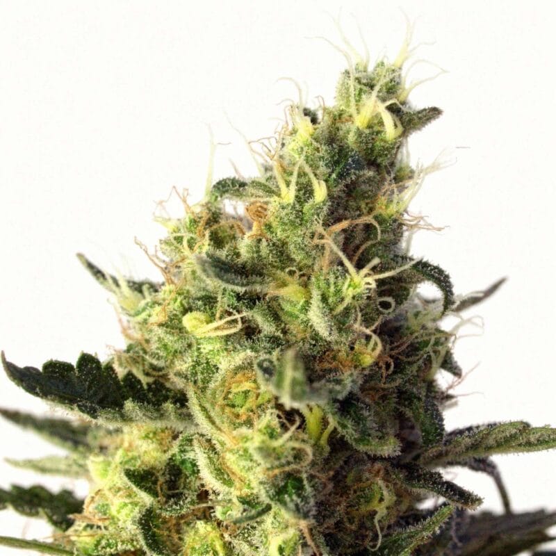 sweet-pure-cbd-3stk-auto-sweet-seeds__12989__01.webp