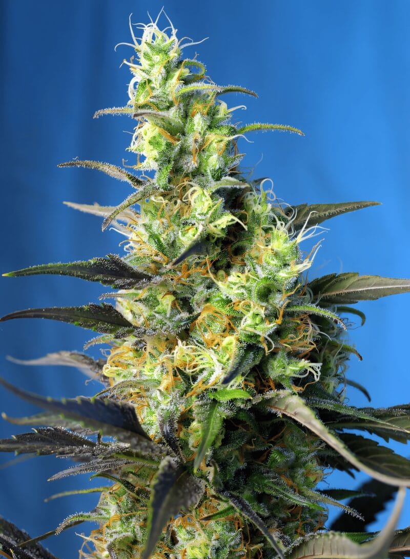 NYCDieselCBD_3StkFeminisiert_SweetSeeds-1