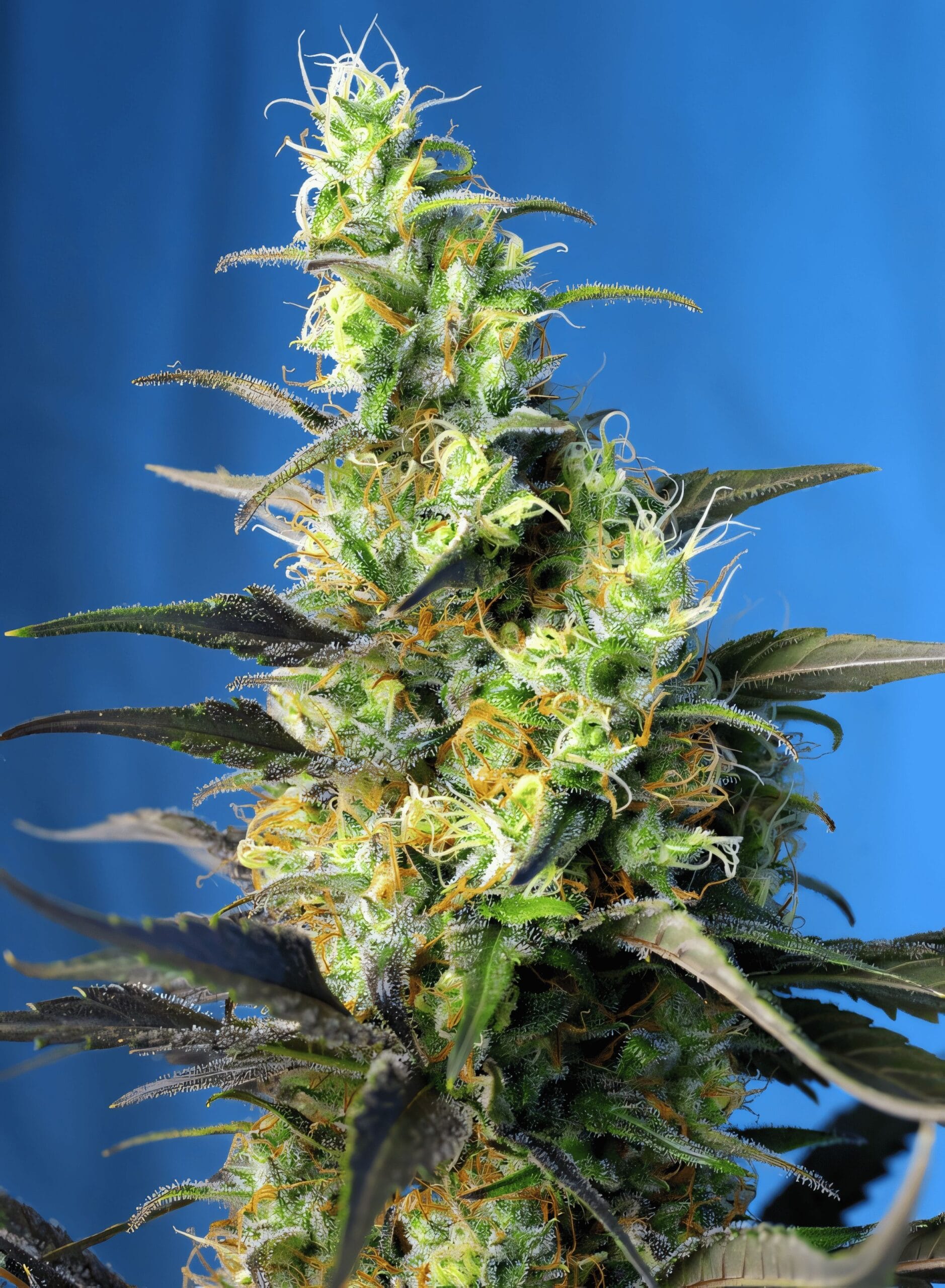NYC Diesel CBD, 3Stk Feminisiert, Sweet Seeds NYCDieselCBD_3StkFeminisiert_SweetSeeds-1