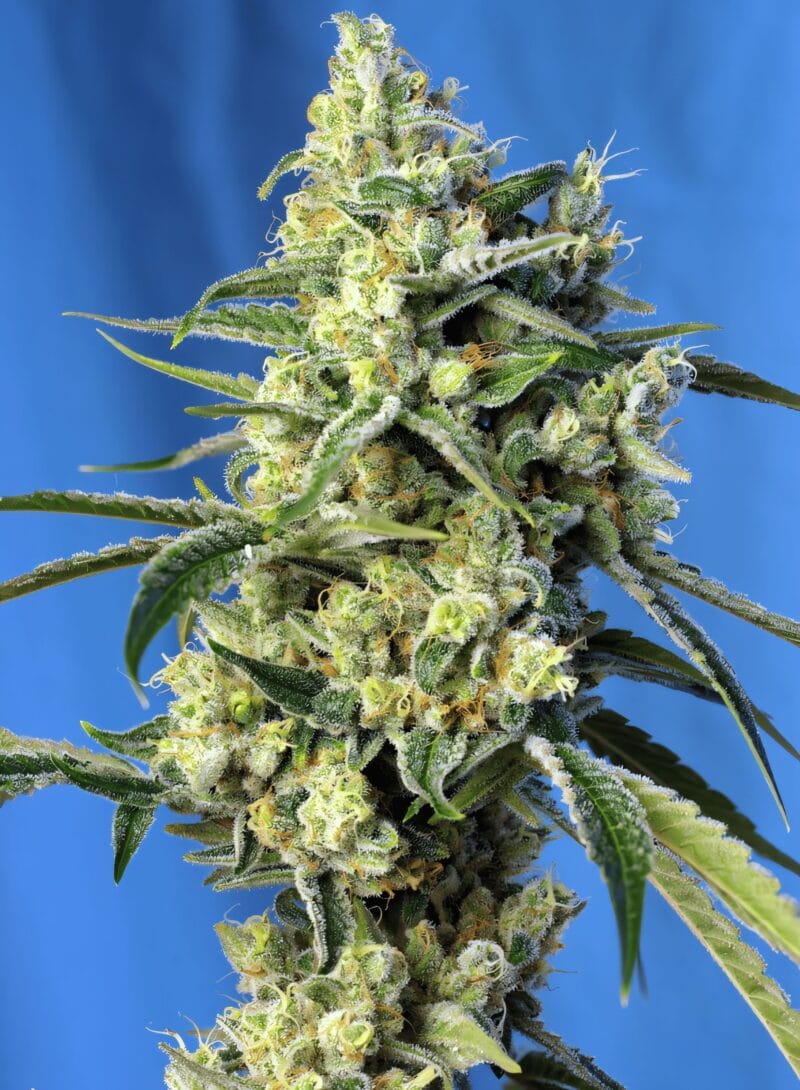 SweetAmnesiaHaze_3StkFeminisiert_SweetSeeds-1