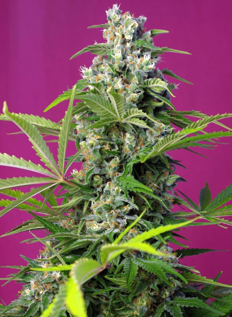 GorillaGirl_3StkFeminisiert_SweetSeeds-1