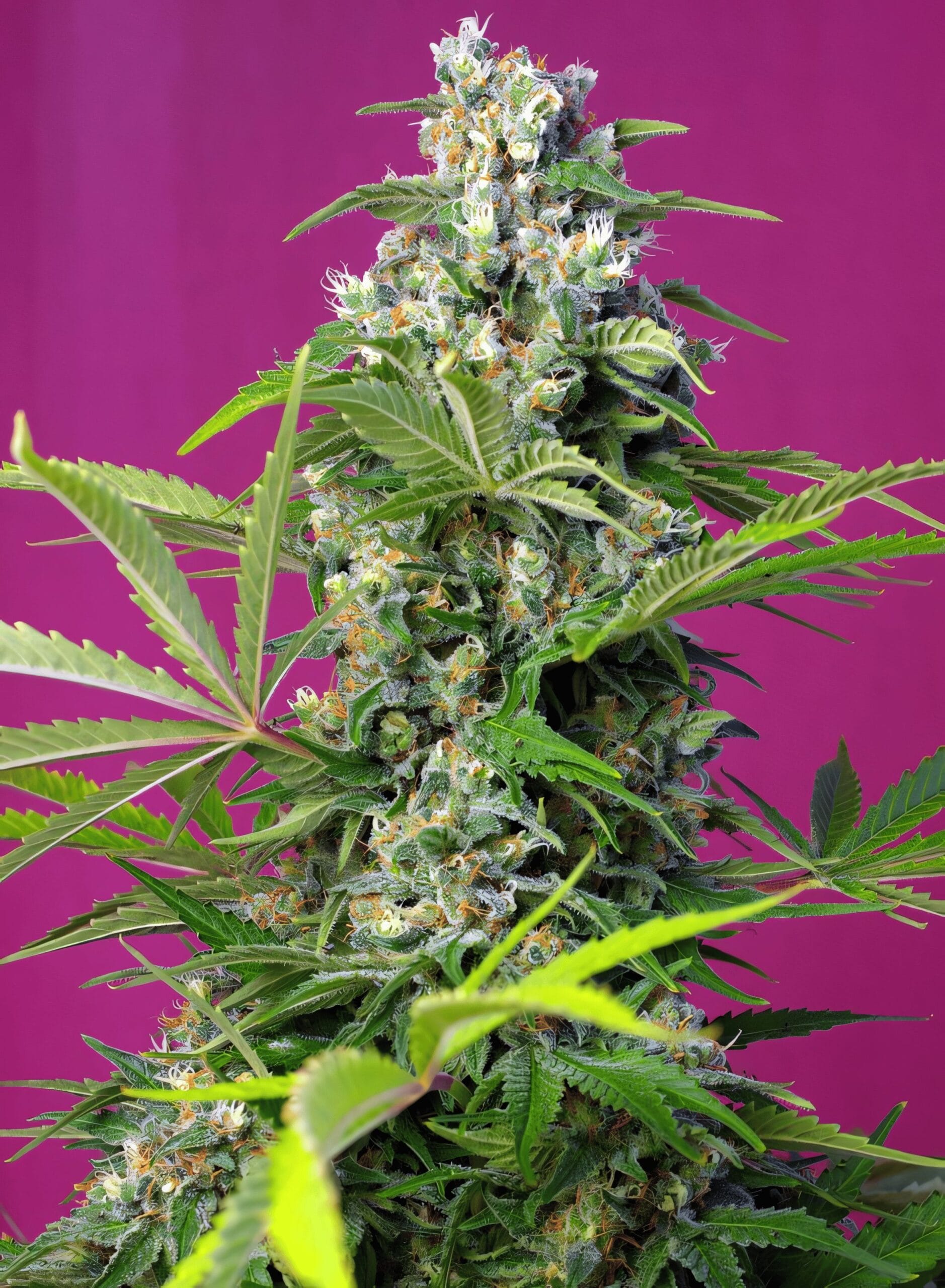 Gorilla Girl, 3Stk Feminisiert, Sweet Seeds GorillaGirl_3StkFeminisiert_SweetSeeds-1